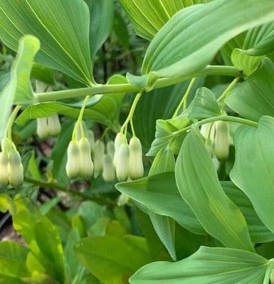 Polygonatum hybridum  9cm