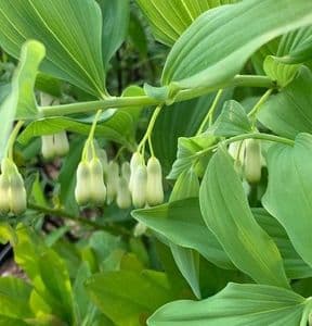 Polygonatum x hybridum  3L