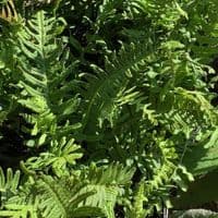 Polypodium vulgare  3L