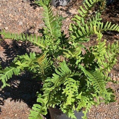 Polypodium vulgare  3L