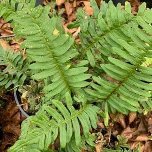 Polypodium vulgare  5L