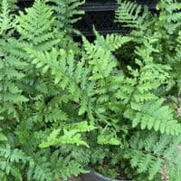 Polystichum aculeatum  5L