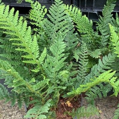 Polystichum aculeatum  5L