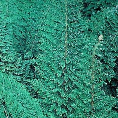 Polystichum s. 'Herrenhausen' 2L