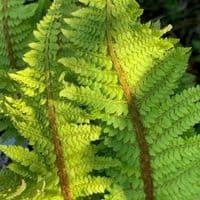Polystichum setiferum 'Plumodensum'  10L