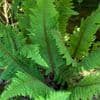 Polystichum setiferum 'Plumodensum'  10L