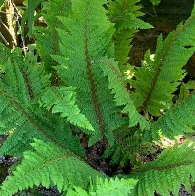 Polystichum setiferum 'Plumodensum'  10L