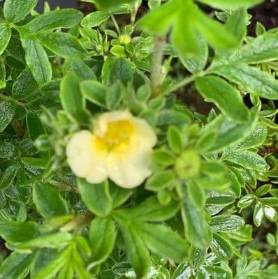 Potentilla fr. Vilmoriniana  5L