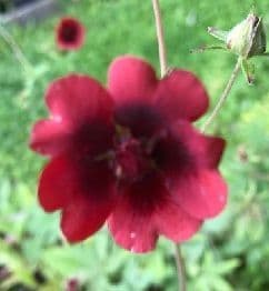 Potentilla 'Monarch's Velvet'  2L