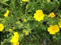 Potentilla recta  2L