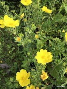 Potentilla recta  2L