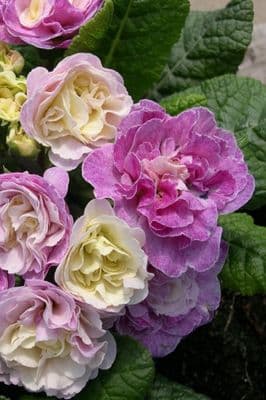 Primula Belarina 'Pink Champagne'  1L  SOLD OUT