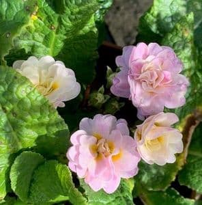 Primula Belarina 'Pink Ice'    1L