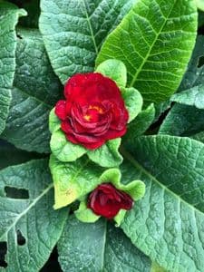 Primula Belarina 'Valentine'  1L