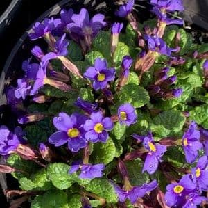 Primula 'Hall Barn Blue'   2L  READY MARCH 2024