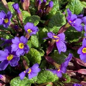 Primula 'Hall Barn Blue'   9cm  READY MARCH 2024