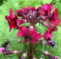 Primula jap. 'Miller's Crimson' AGM  9cm