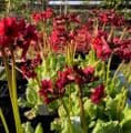 Primula jap. 'Miller's Crimson' AGM  9cm