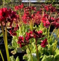 Primula jap. 'Miller's Crimson' AGM  9cm