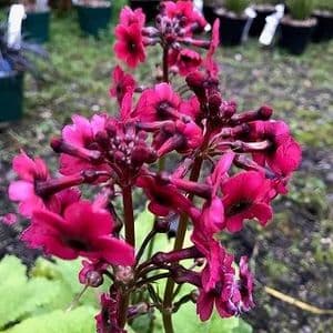 Primula jap. 'Miller's Crimson' AGM  9cm