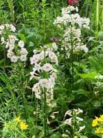 Primula jap. 'Postford White'  3L