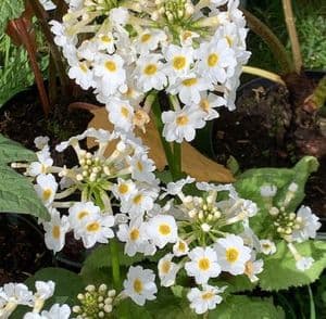 Primula jap. 'Postford White'  3L