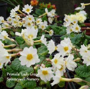 Primula 'Lady Greer'  9cm