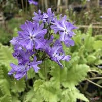Primula sieboldii 'Frilly Blue'  2L  OUT OF STOCK
