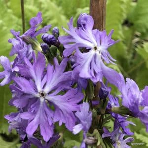 Primula sieboldii 'Frilly Blue'  2L  OUT OF STOCK