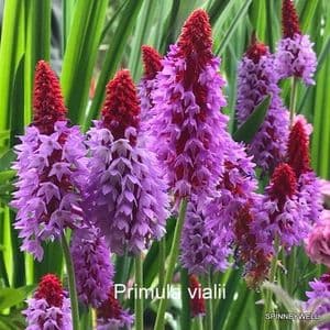 Primula vialii  9cm
