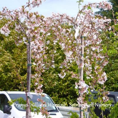 Prunus 'Hillier's Weeping'    12L  5-6ft   SOLD OUT