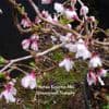 Prunus incisa 'Kojo-no-Mai'     7.5L
