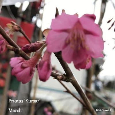 Prunus 'Kursar'  10L   COLLECTION ONLY