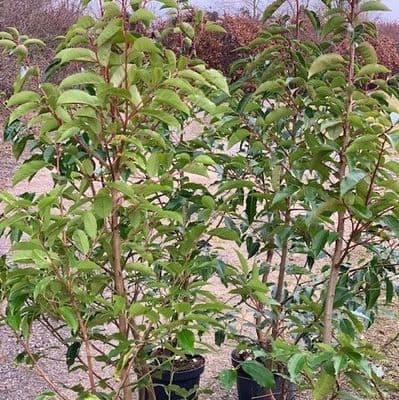Prunus lusitanica 7.5L  120cm portuguese laurel