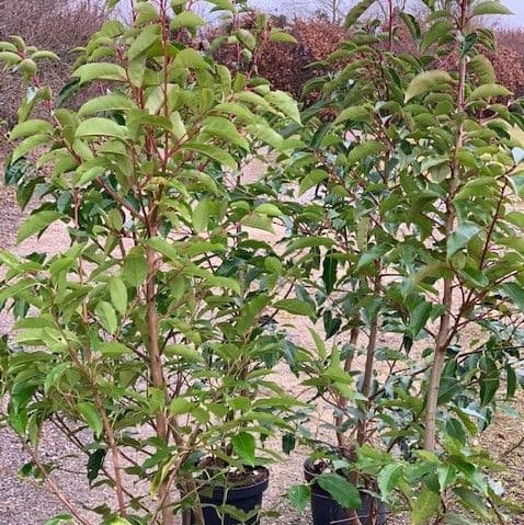 Prunus lusitanica 7.5L  120cm portuguese laurel