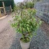 Prunus lusitanica Angustifolia  7.5L   80-100cms