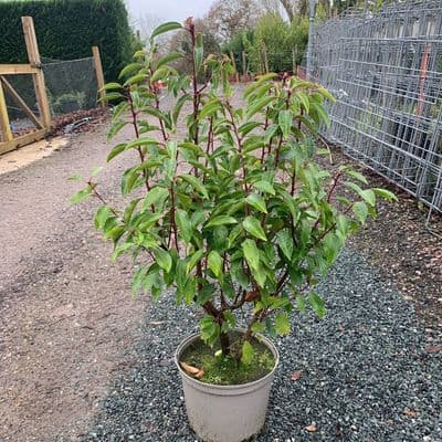 Prunus lusitanica Angustifolia  7.5L   80-100cms