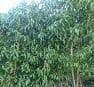 Prunus lusitanica Angustifolia  (Portuguese laurel)  20L  150-175cmH