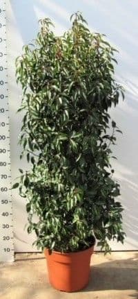 Prunus lusitanica Angustifolia  (Portuguese laurel)  20L  150-175cmH