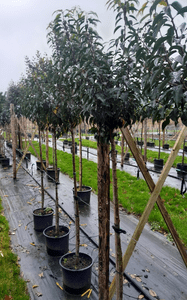 Prunus lusitanica half standard  15L COLLECTION ONLY