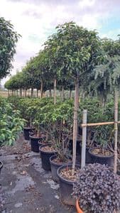 Prunus lusitanica half standard  30L COLLECTION ONLY