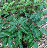 Prunus lusitanica 'Myrtifolia'  15L  65-90cm