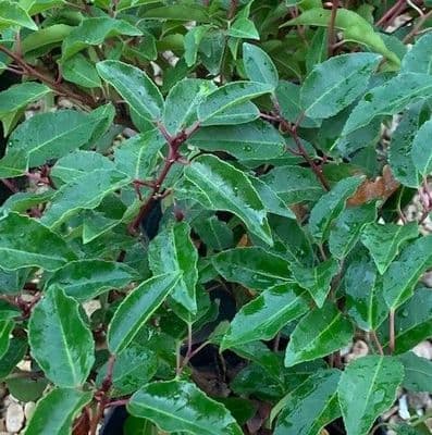 Prunus lusitanica 'Myrtifolia'  15L  65-90cm
