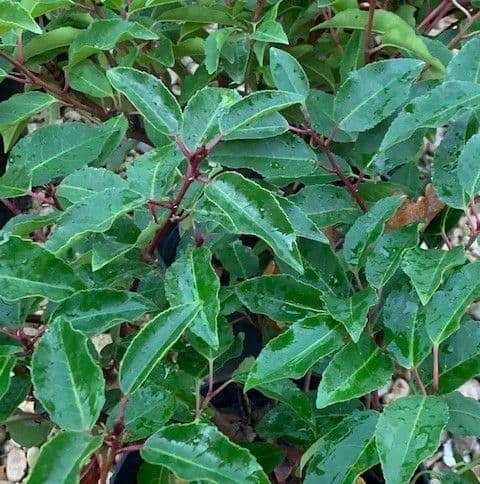 Prunus lusitanica 'Myrtifolia'  20L   5ft   COLLECTION ONLY