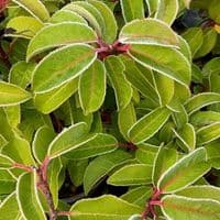 Prunus lusitanica 'Tiko'  7.5L Portuguese Laurel