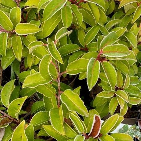 Prunus lusitanica 'Tiko'  7.5L Portuguese Laurel