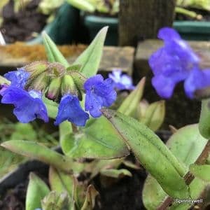 Pulmonaria 'Blue Ensign'  1.5L  READY MAY 2025