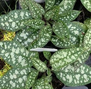 Pulmonaria 'Trevi Fountains'  2L