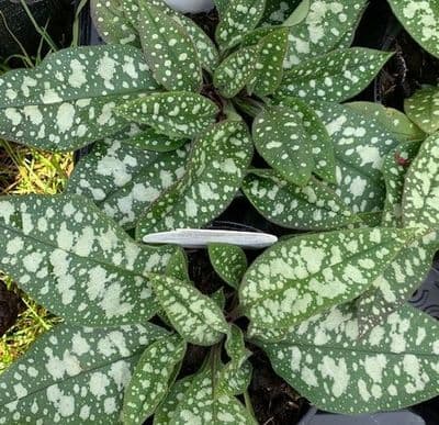 Pulmonaria 'Trevi Fountains'  2L