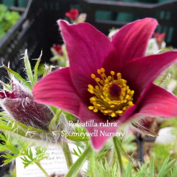 Pulsatilla vulgaris rubra  9cm